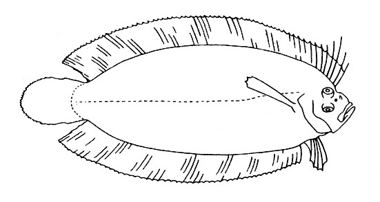 Representative of the family Samaridae (Gosline & Brock, 1960, fig. 20)